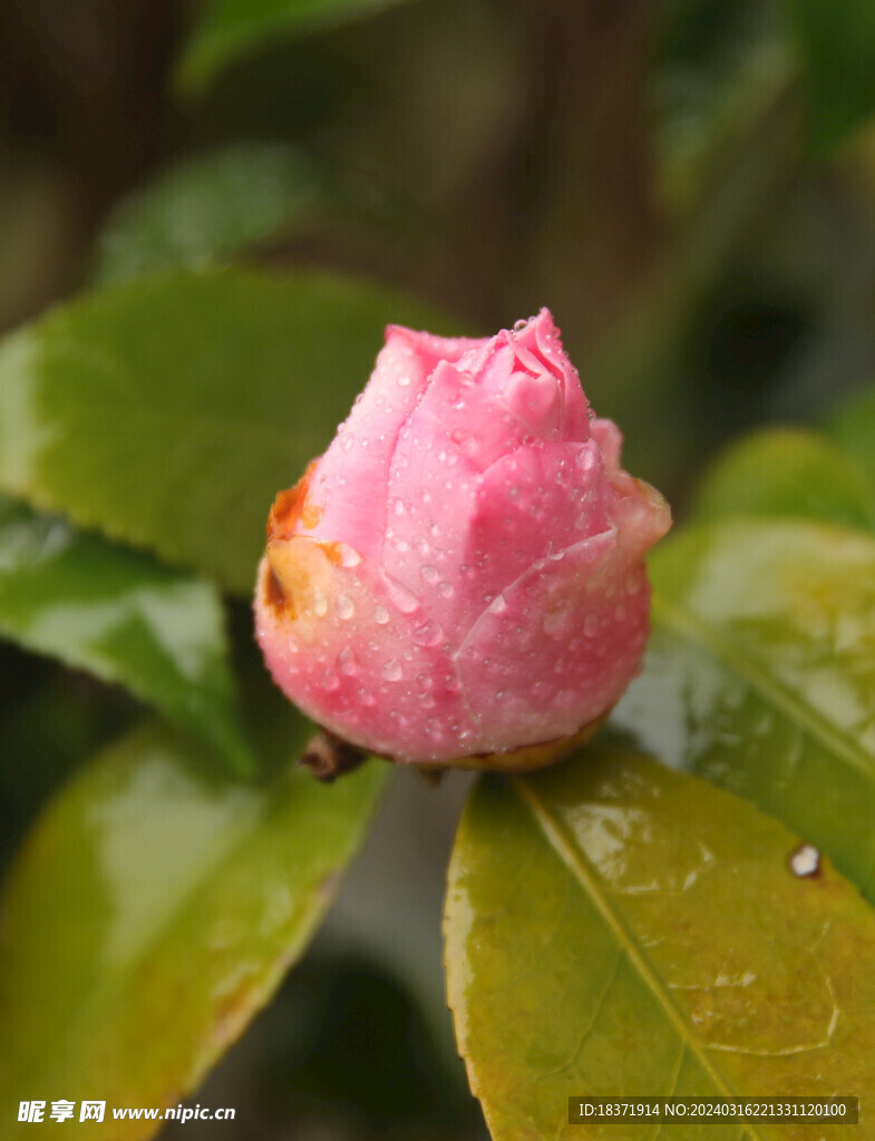 茶花
