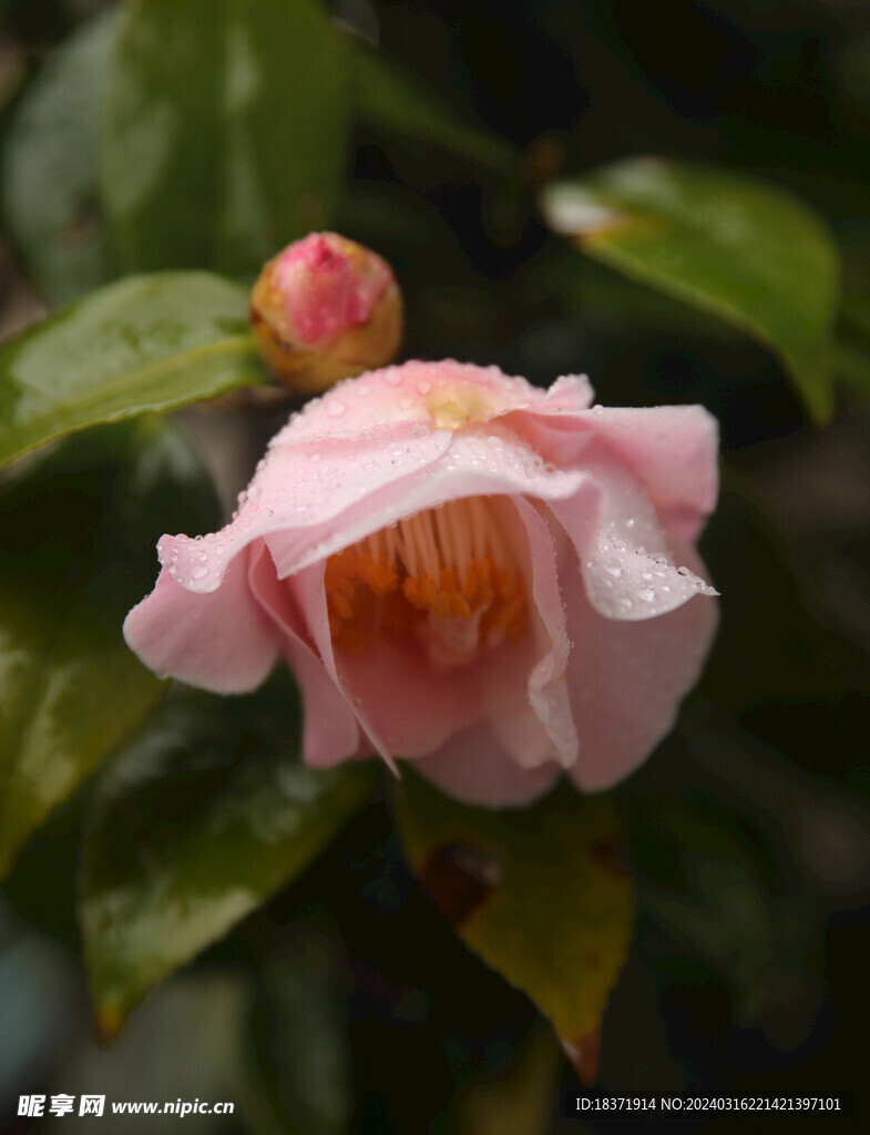 茶花