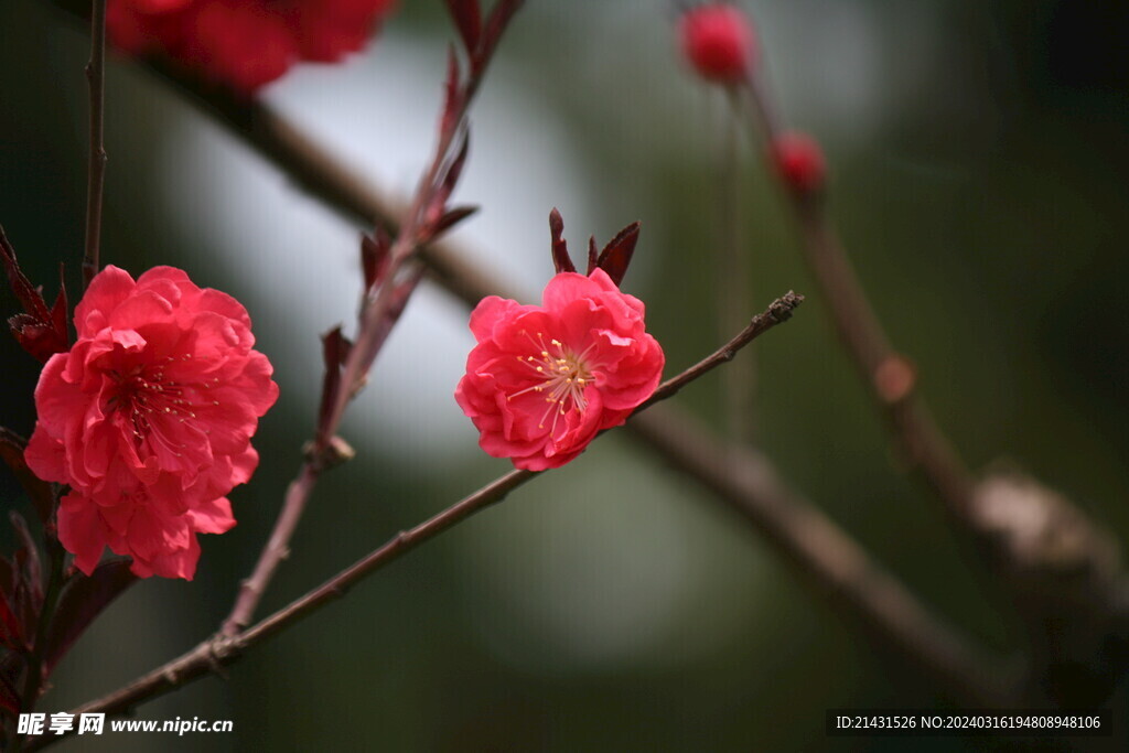 梅花