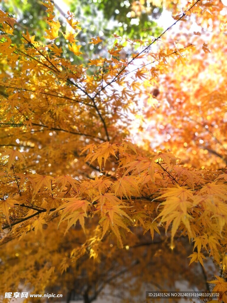 秋天的枫叶