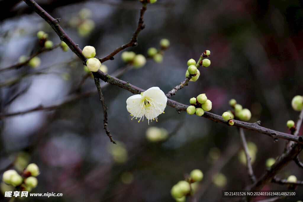梅花
