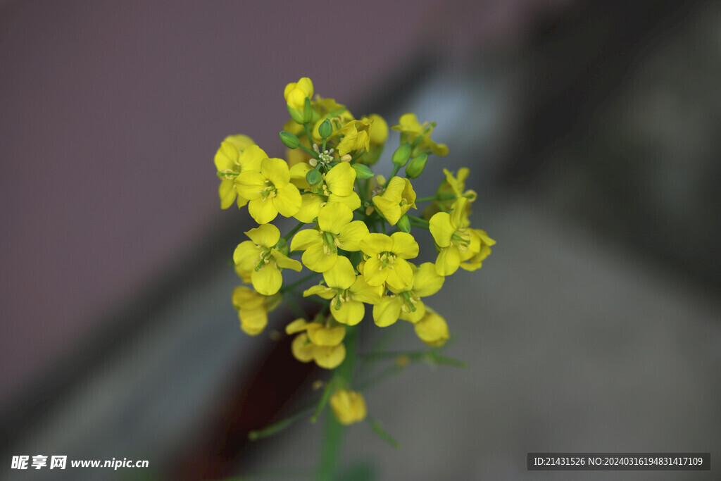 油菜花