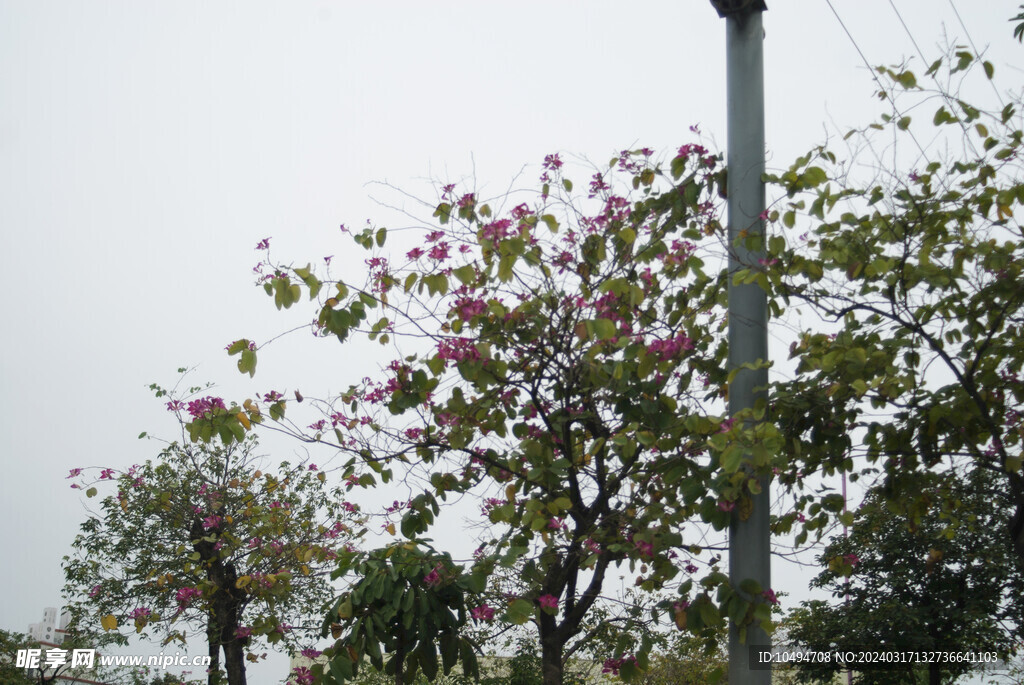紫荆花