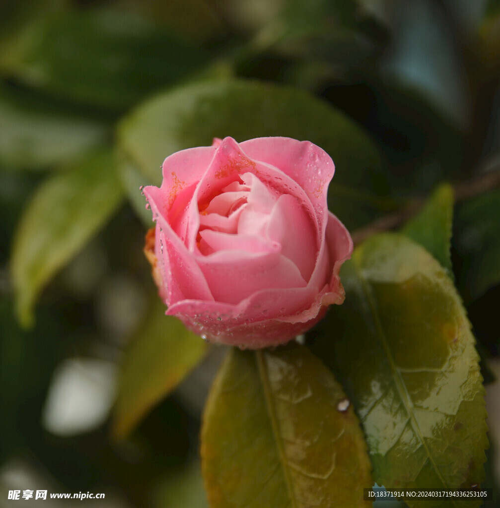 茶花