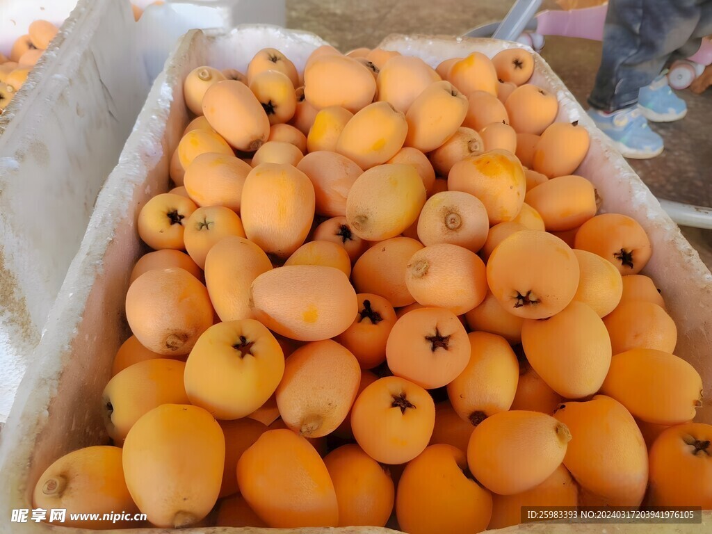 枇杷