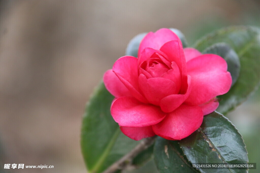 茶花