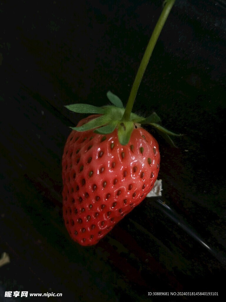 草莓