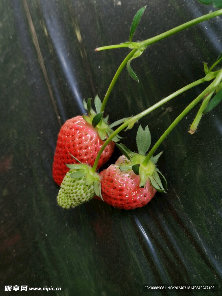 草莓