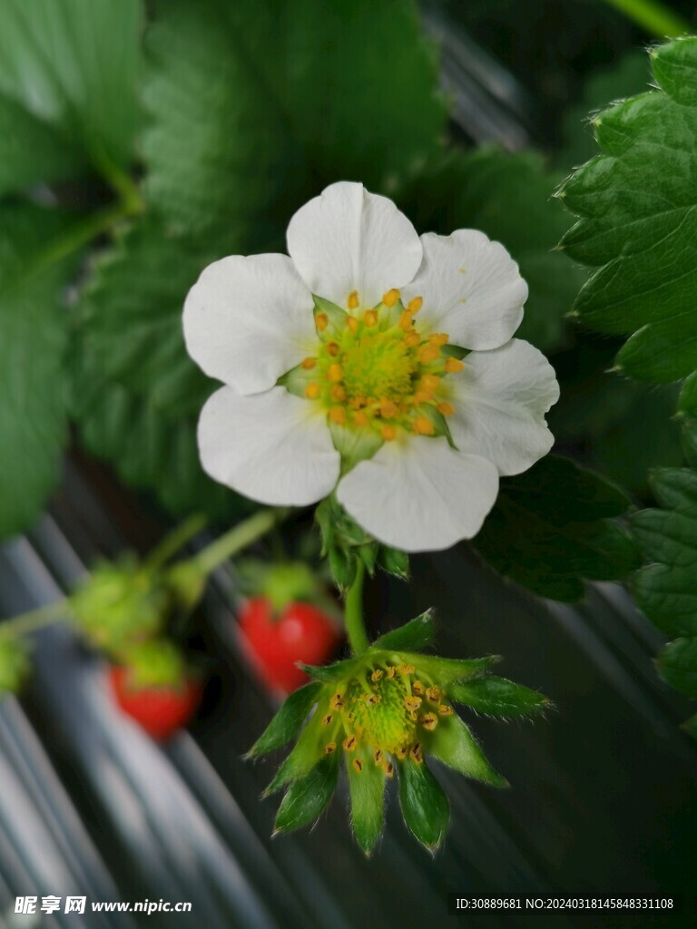 草莓花