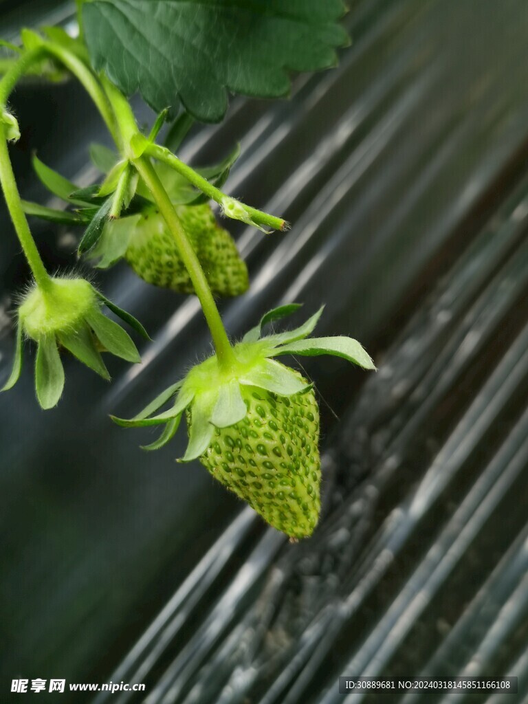 草莓