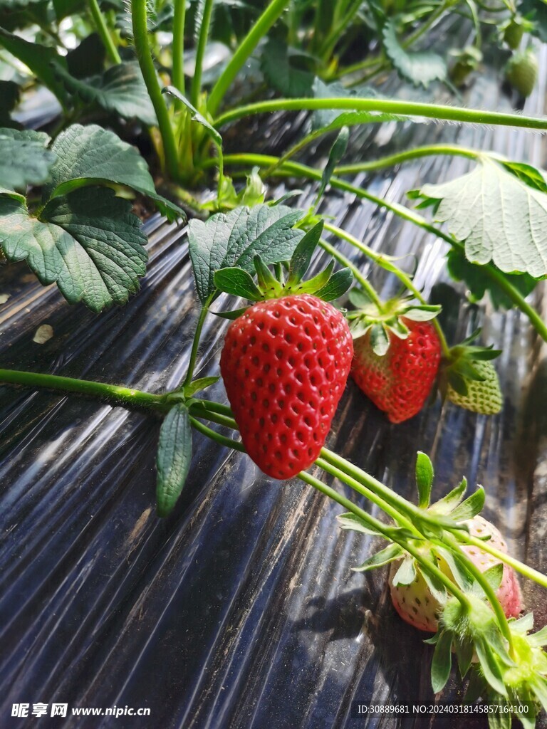 草莓