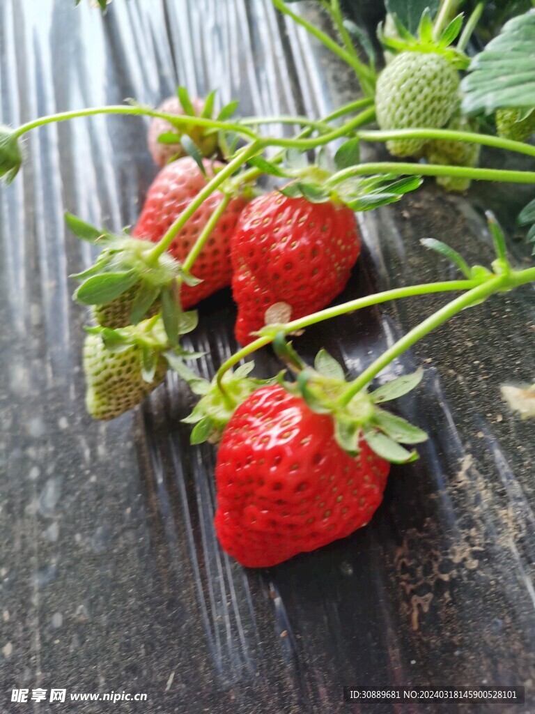 草莓