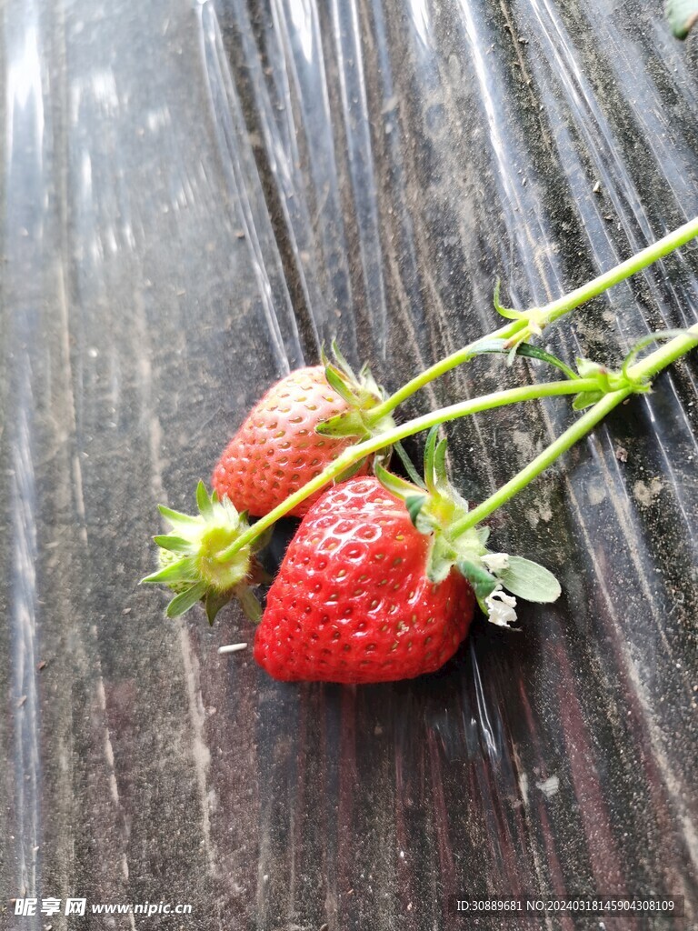 草莓
