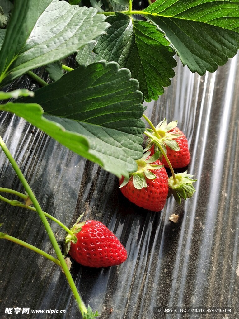 草莓