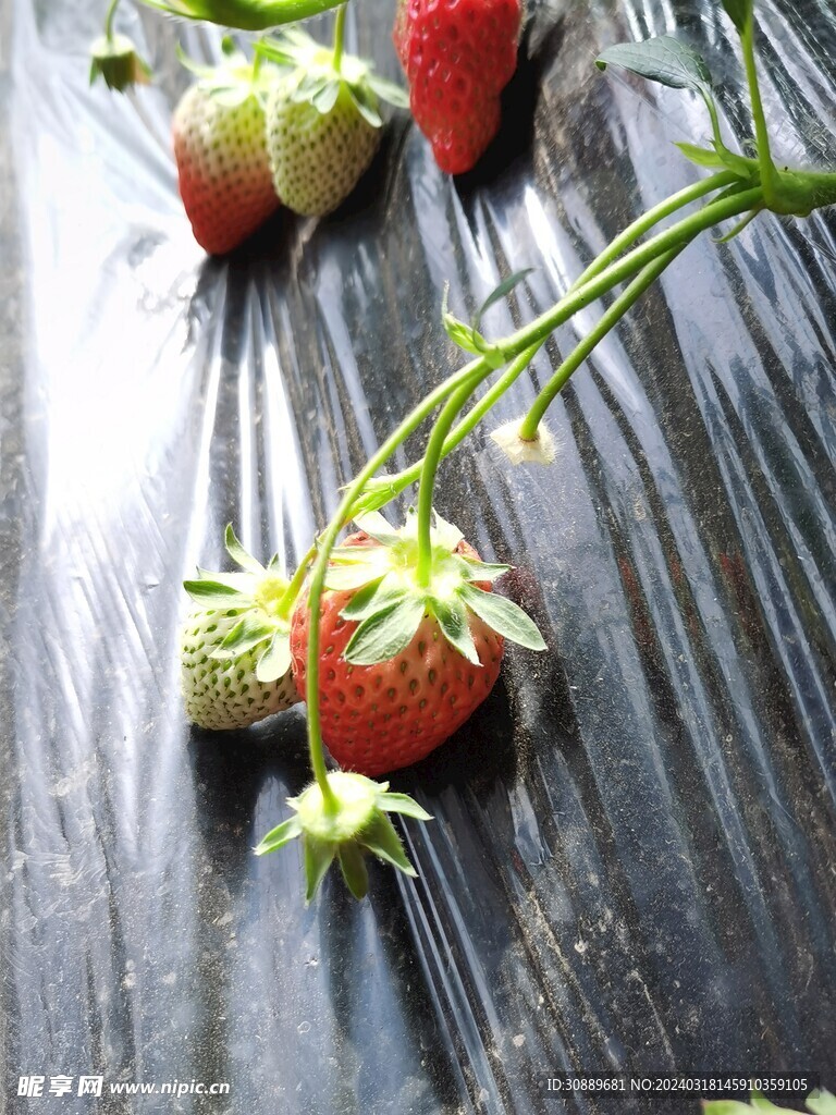 草莓