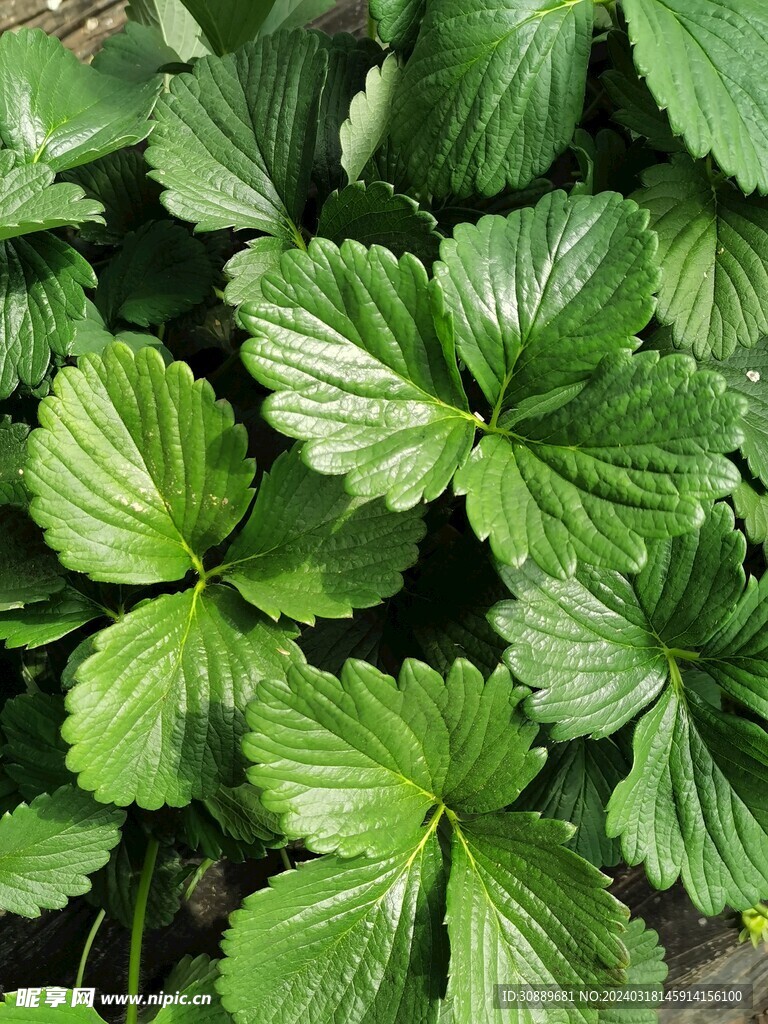草莓秧