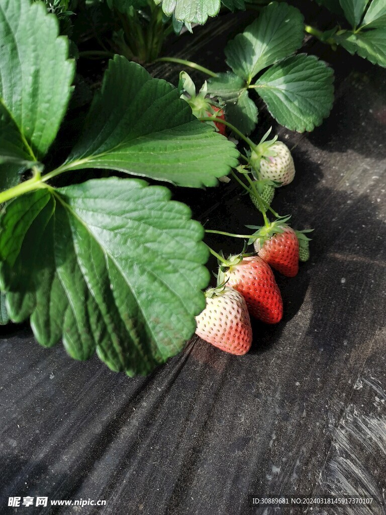 草莓