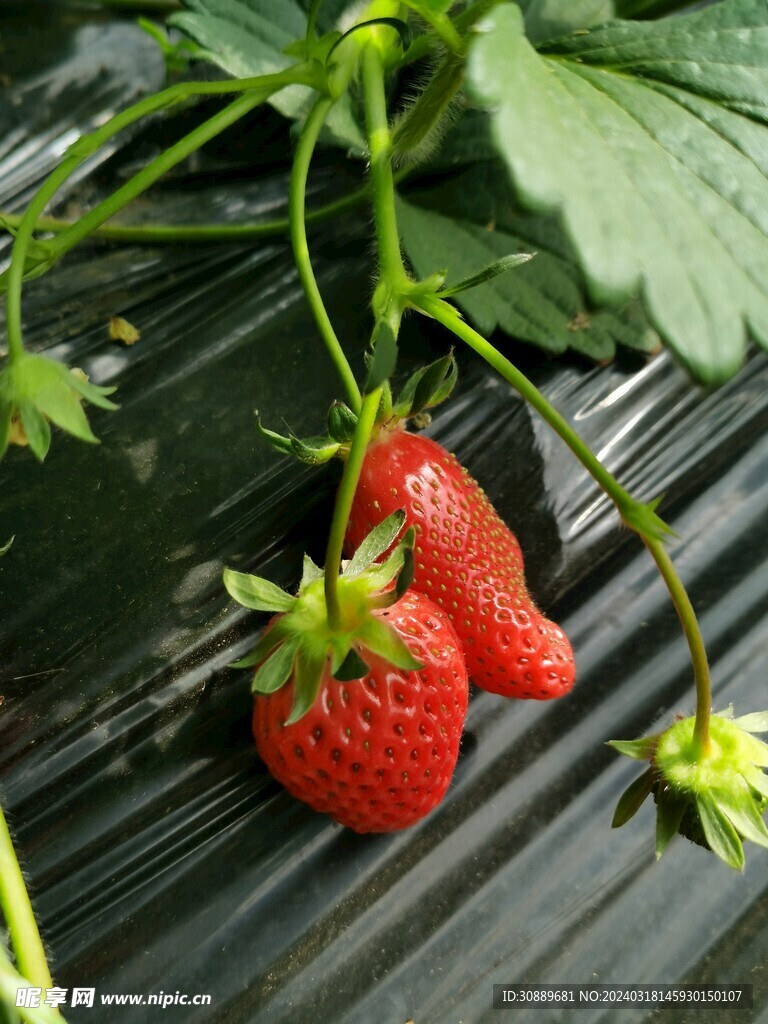 草莓