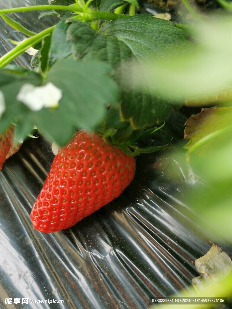 草莓