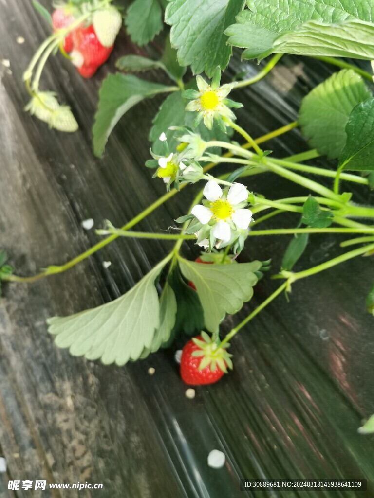 草莓