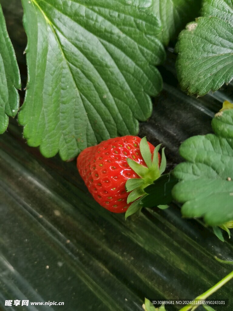 草莓