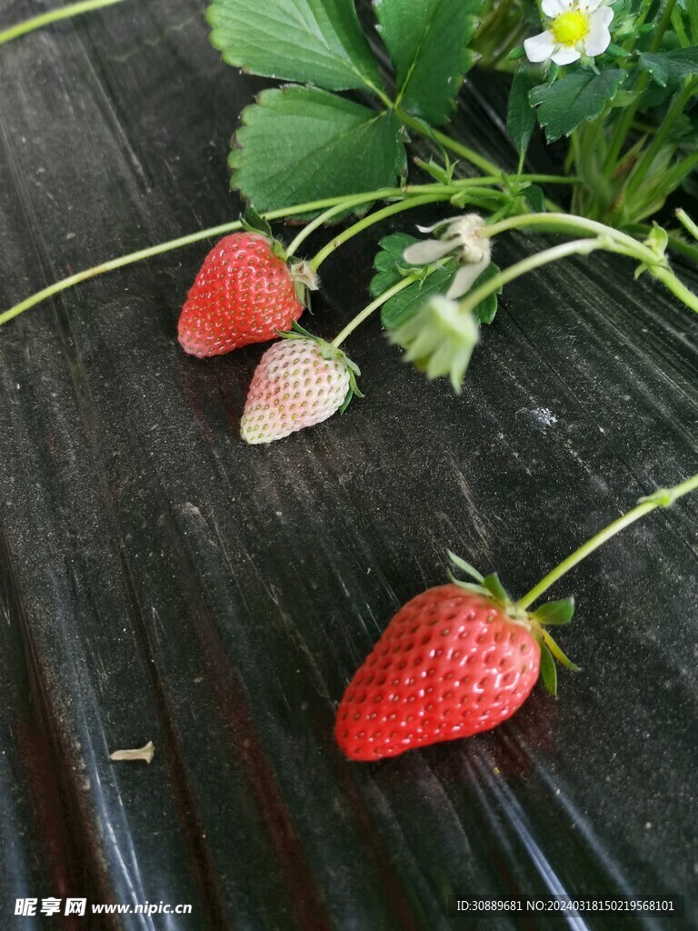 草莓