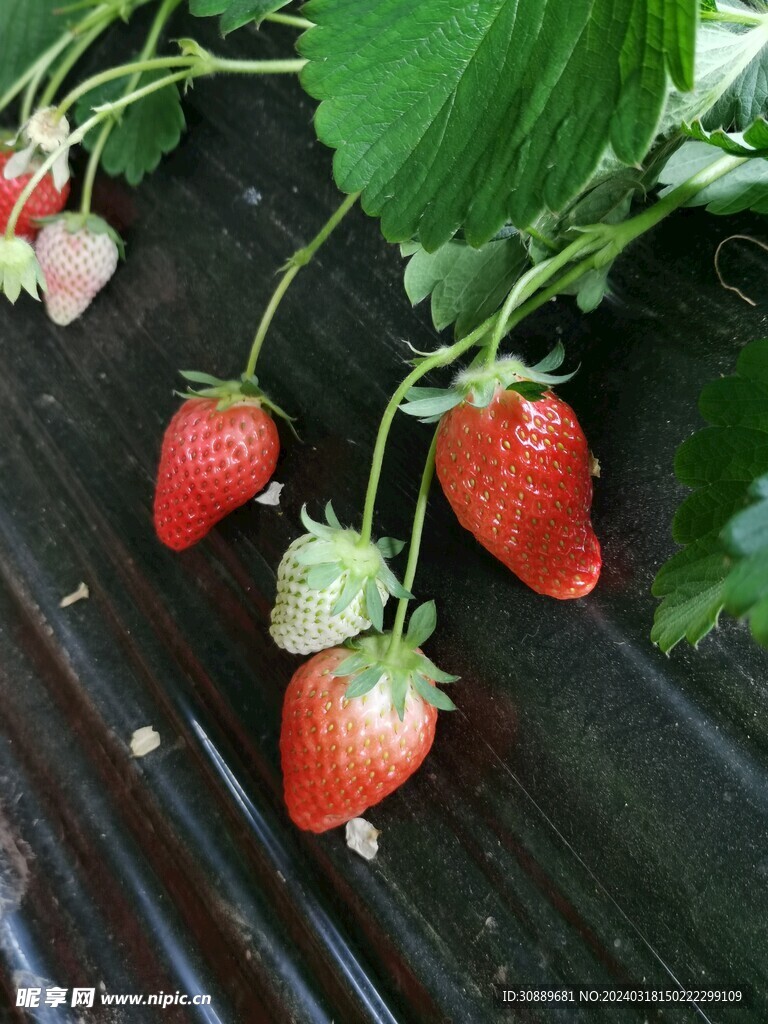 草莓