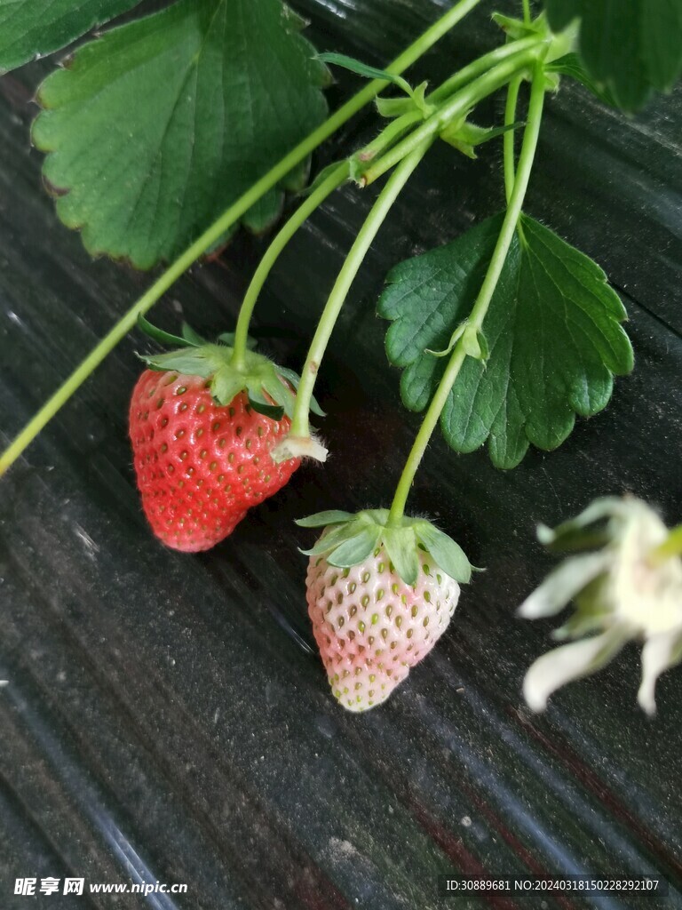 草莓