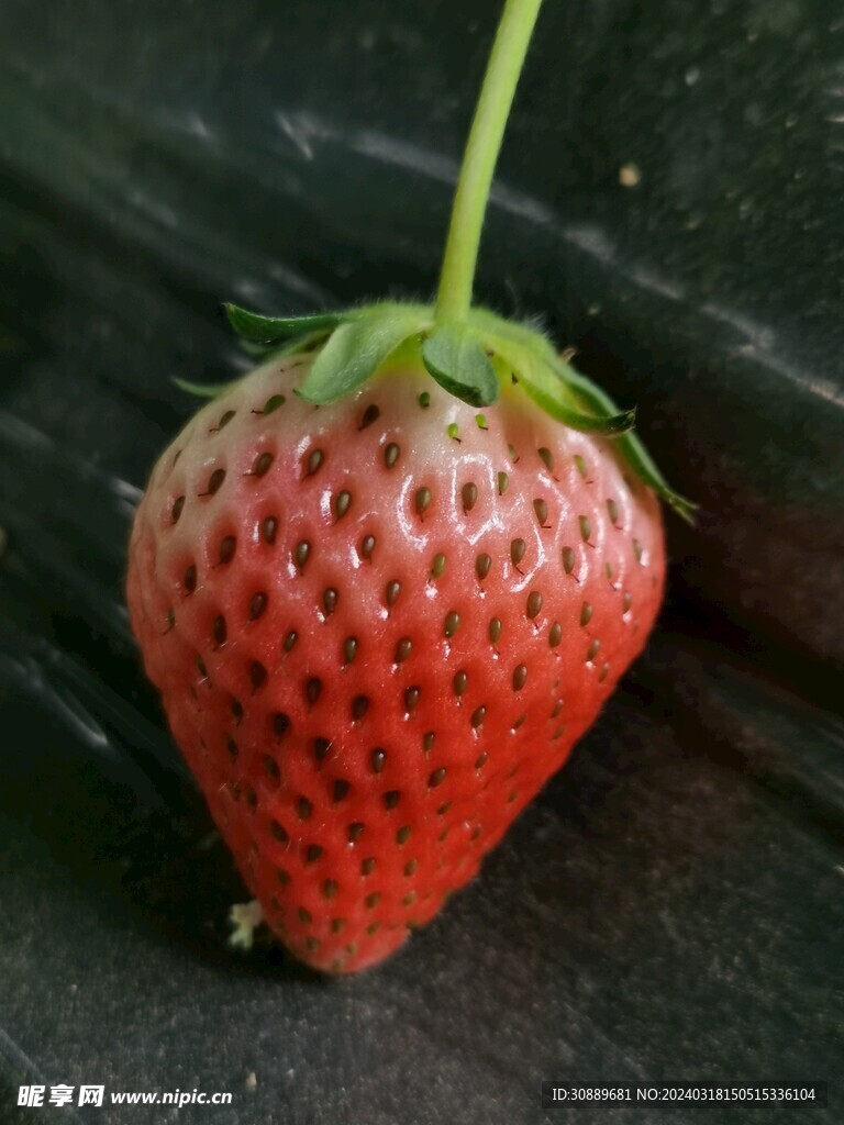 草莓