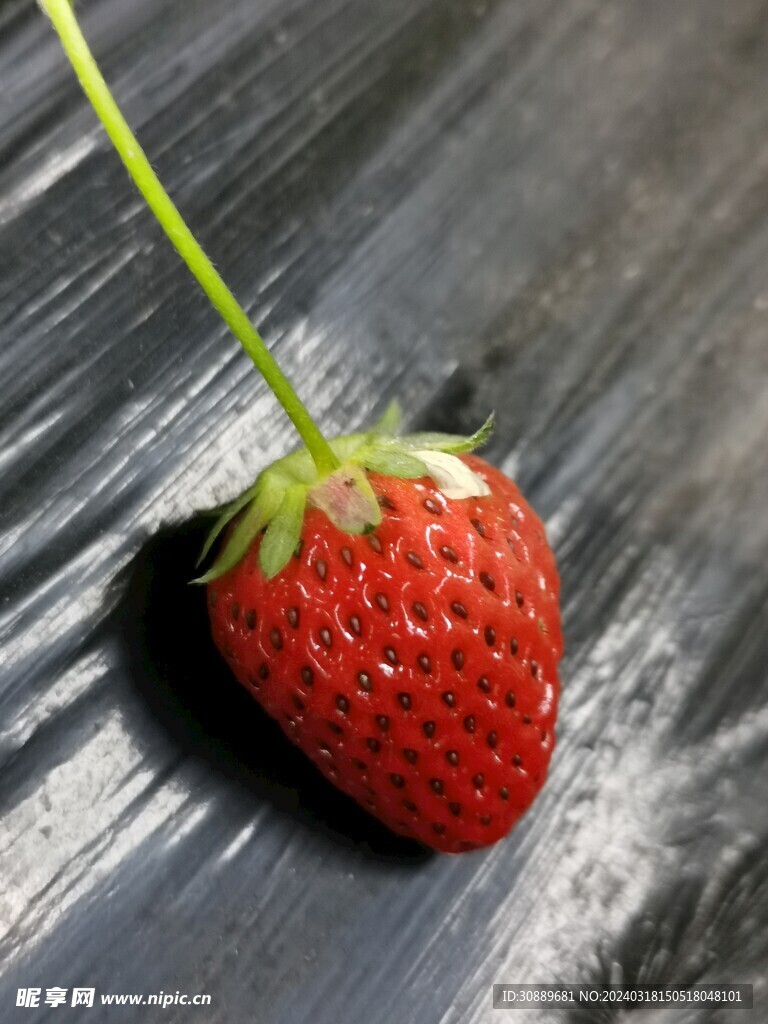 草莓