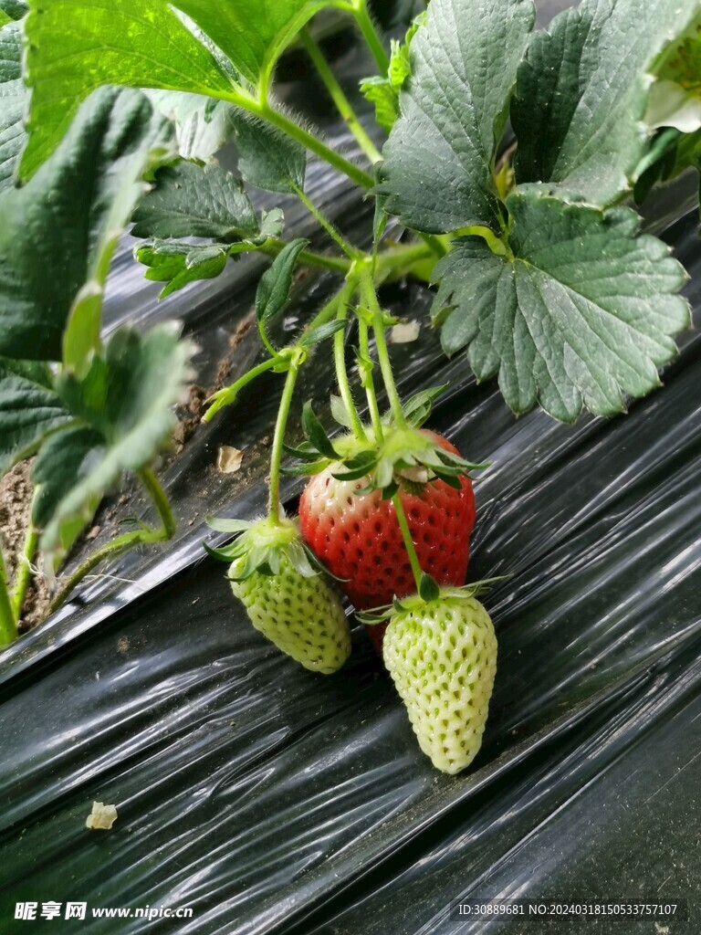草莓