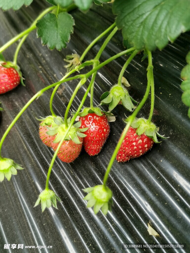 草莓