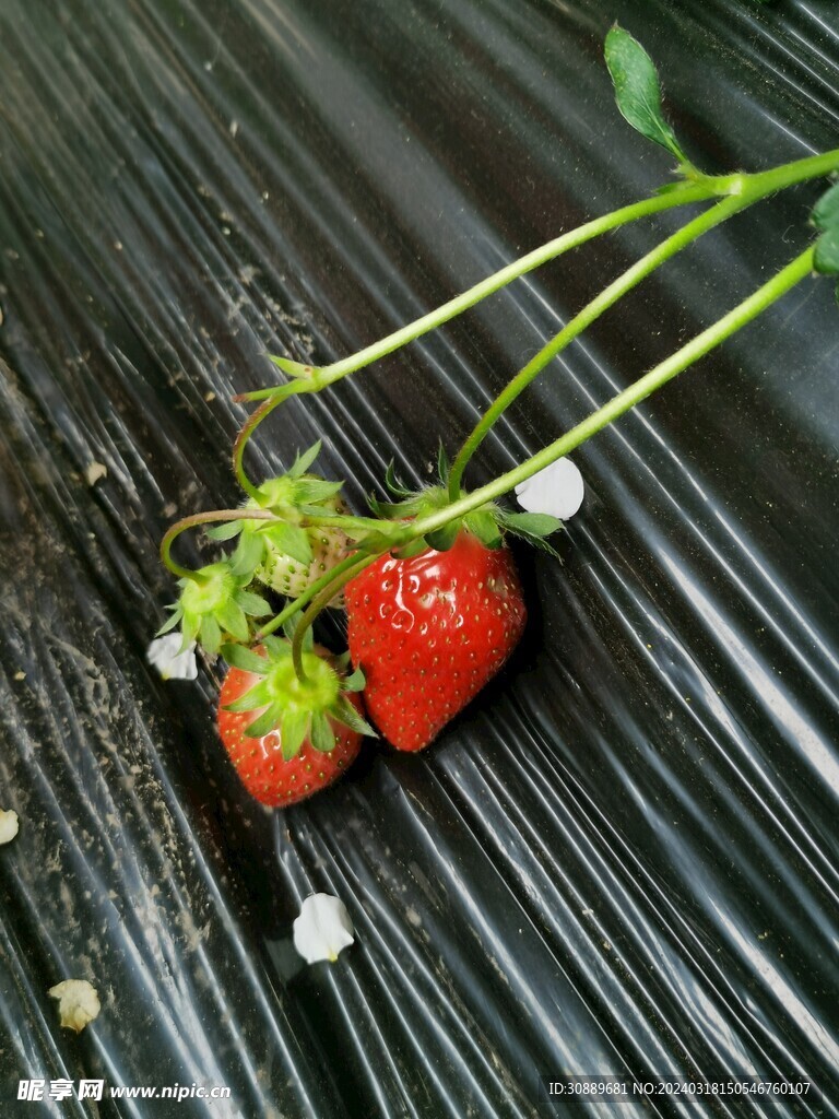 草莓
