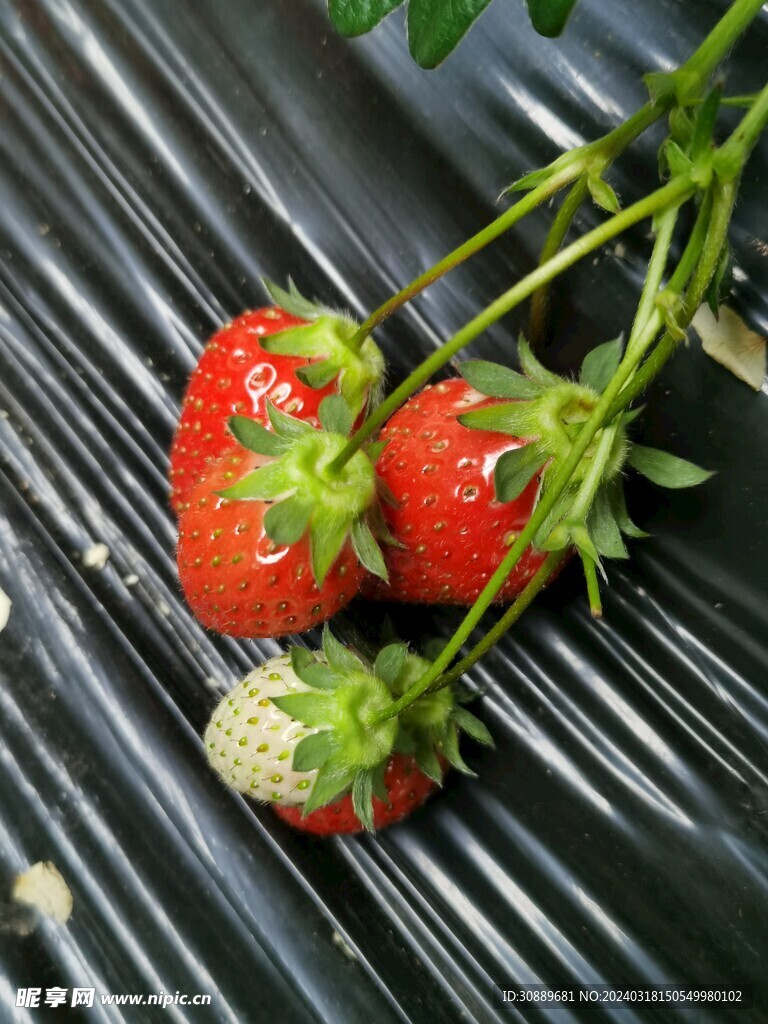 草莓