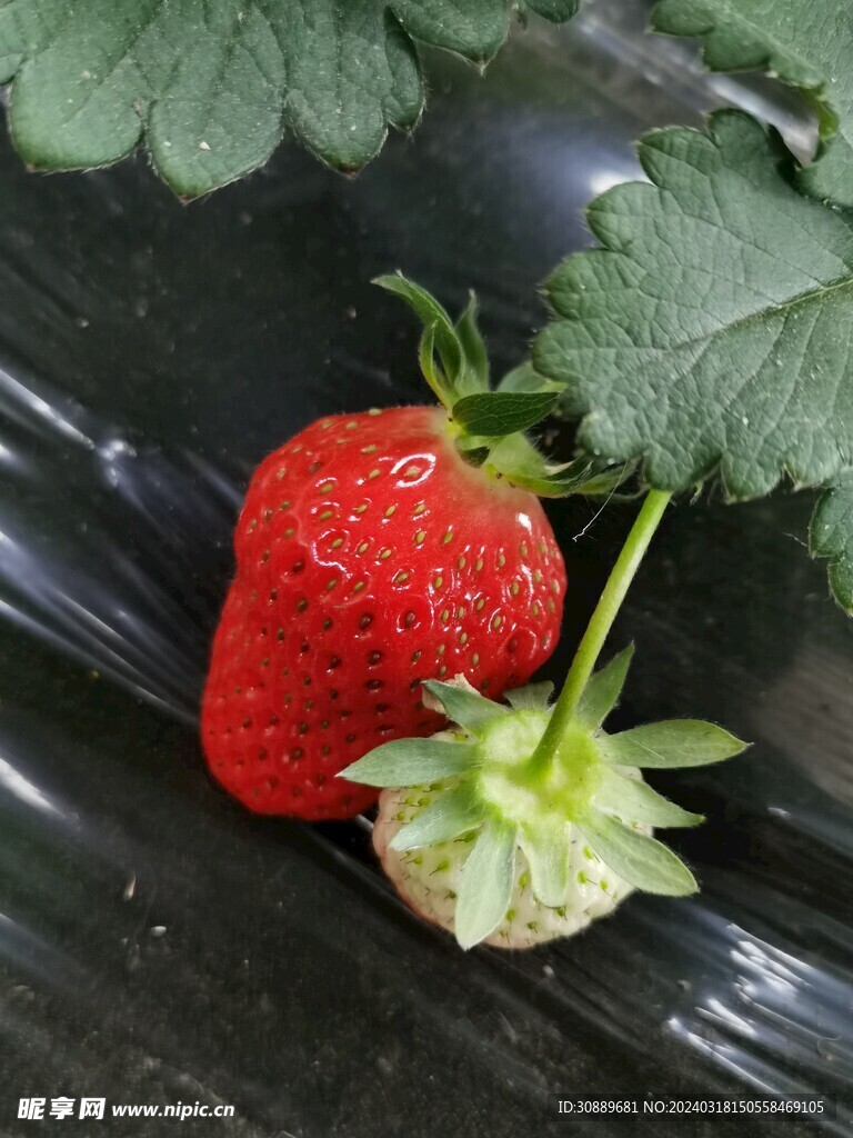 草莓
