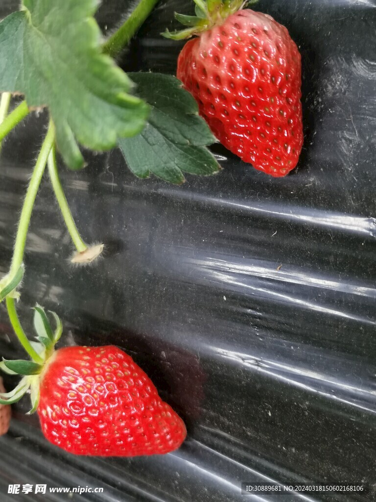 草莓