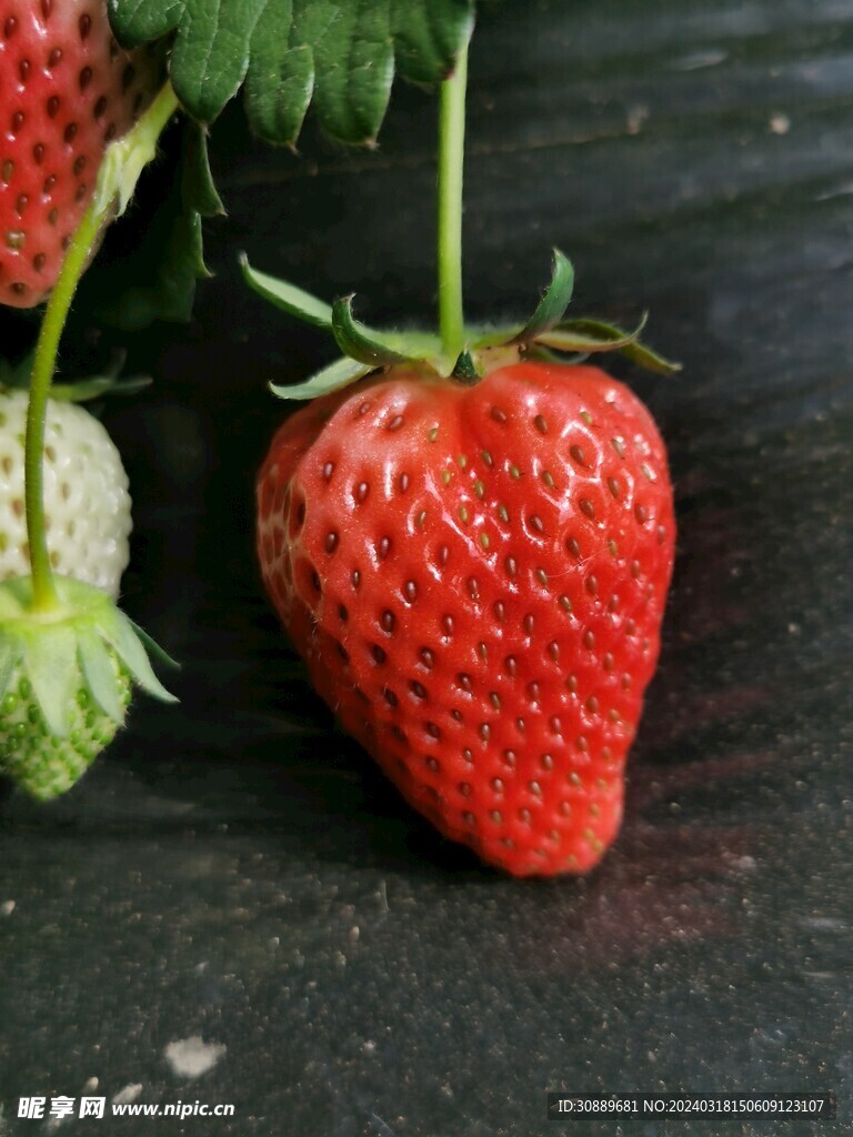 草莓