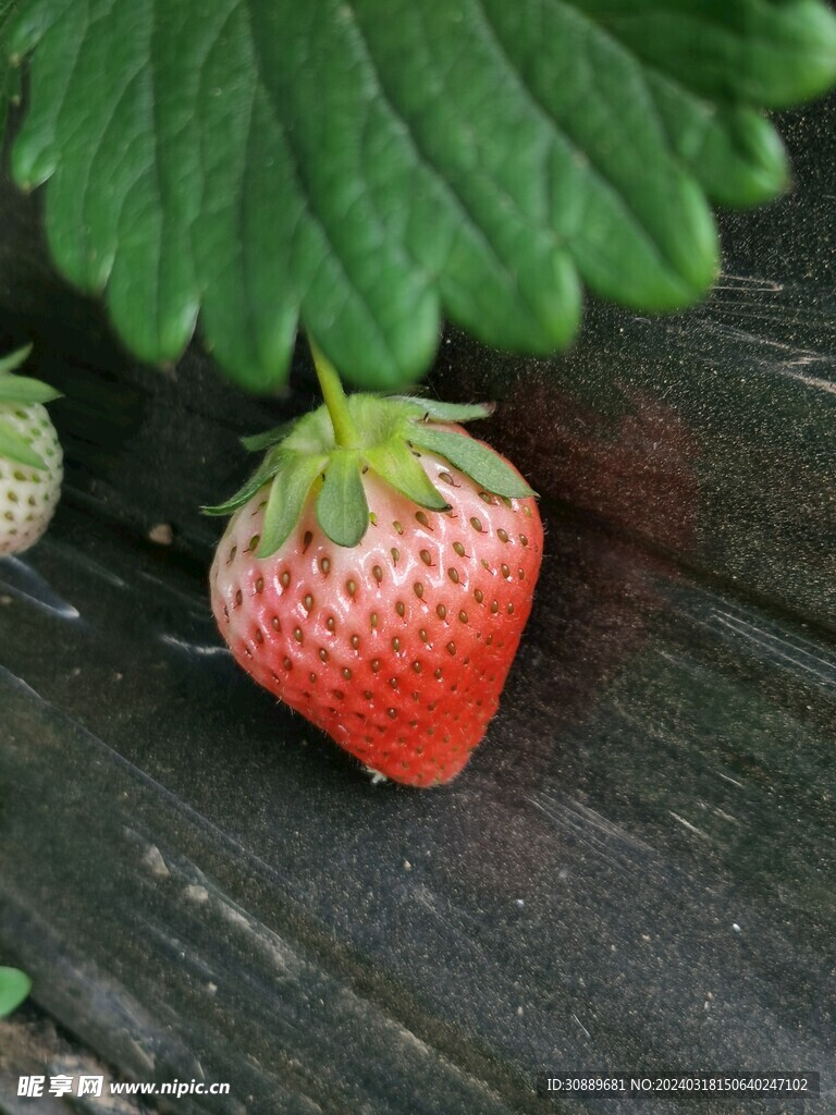 草莓