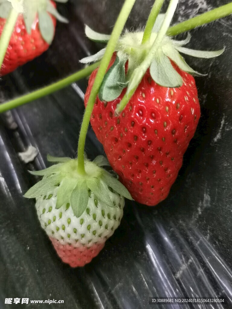 草莓