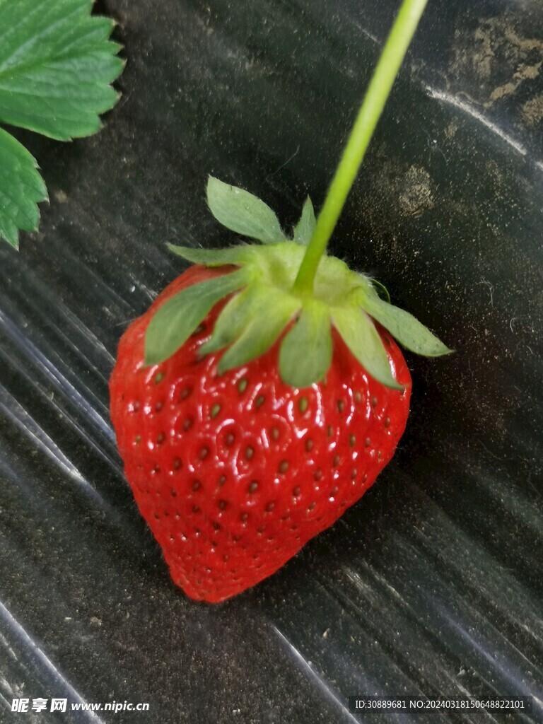 草莓
