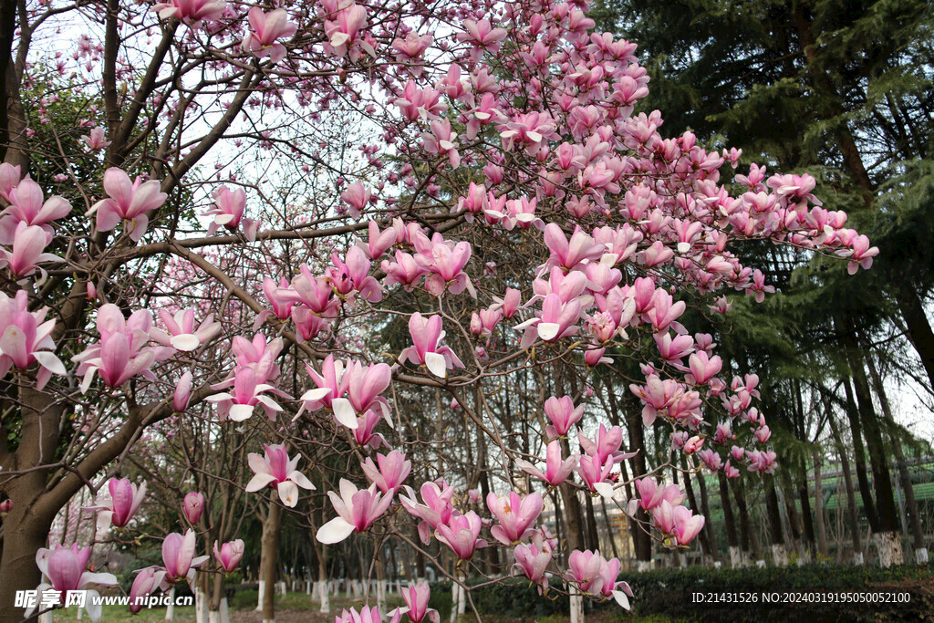玉兰花