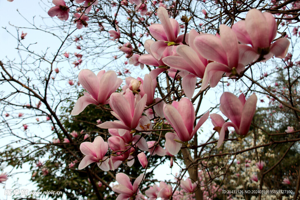 玉兰花