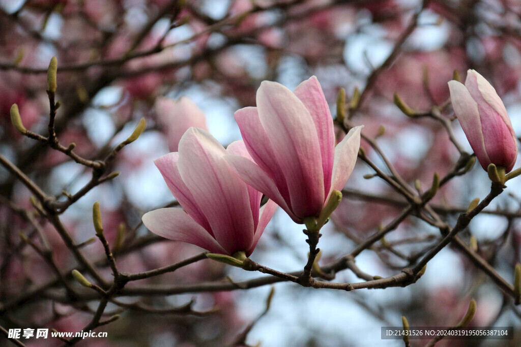 玉兰花