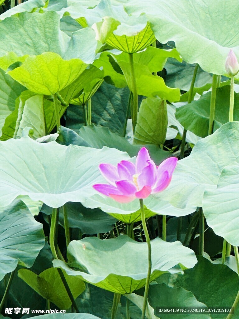 荷花