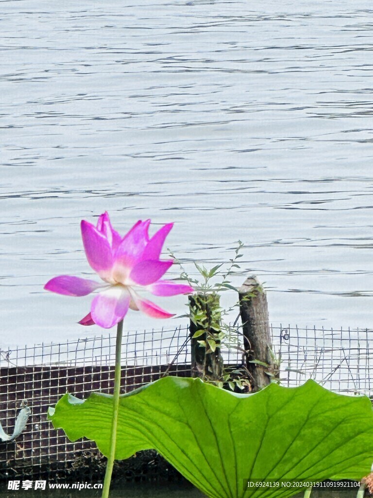 荷花