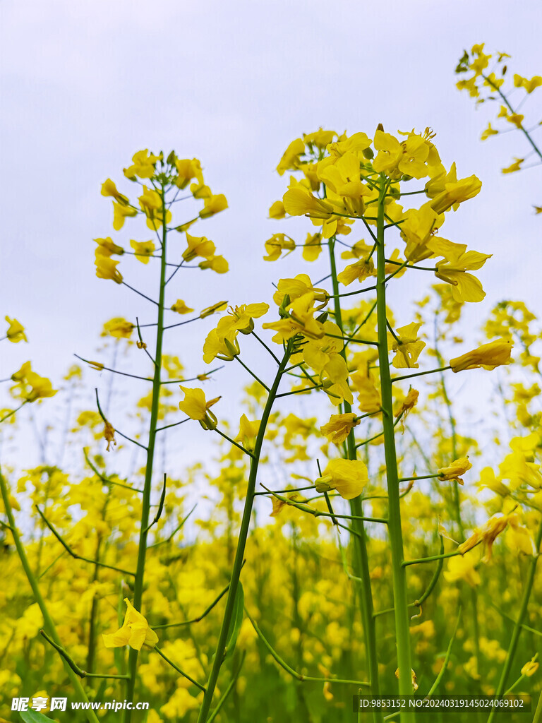 油菜花