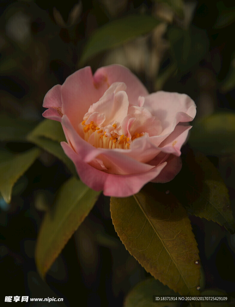 茶花