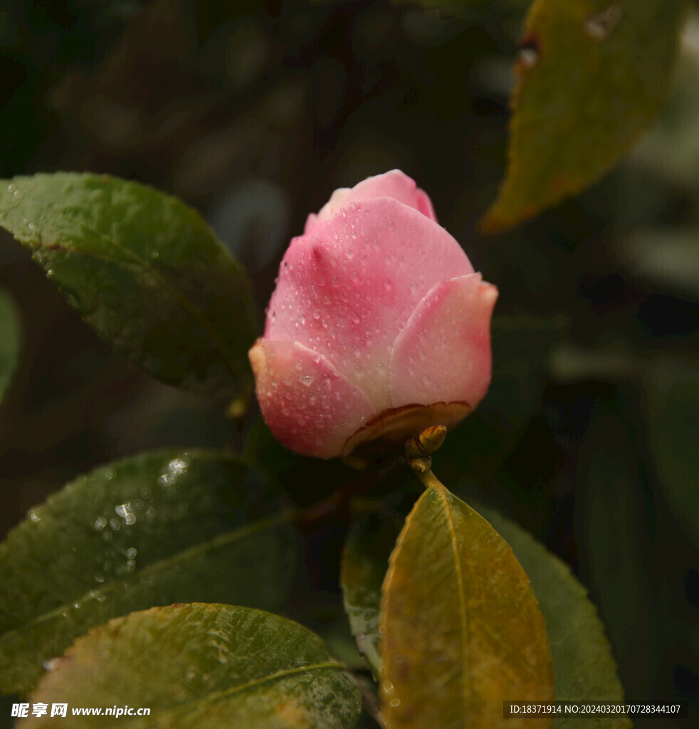 茶花花蕾