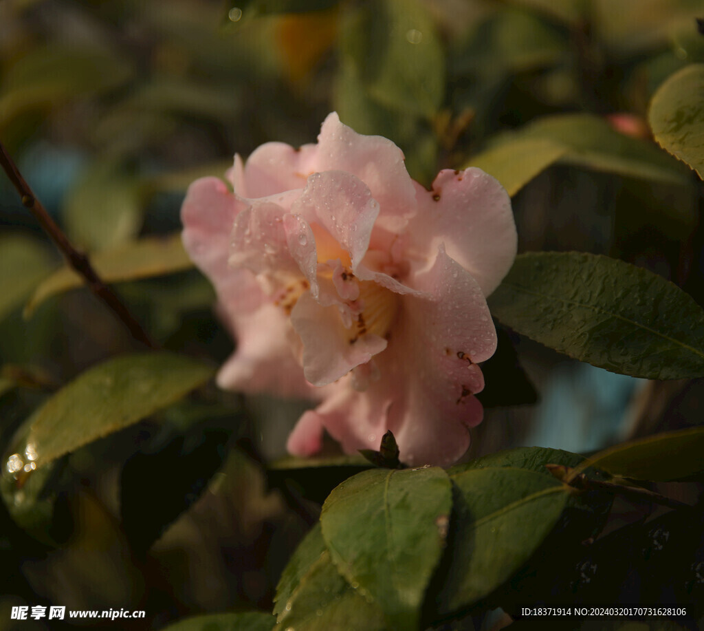 茶花