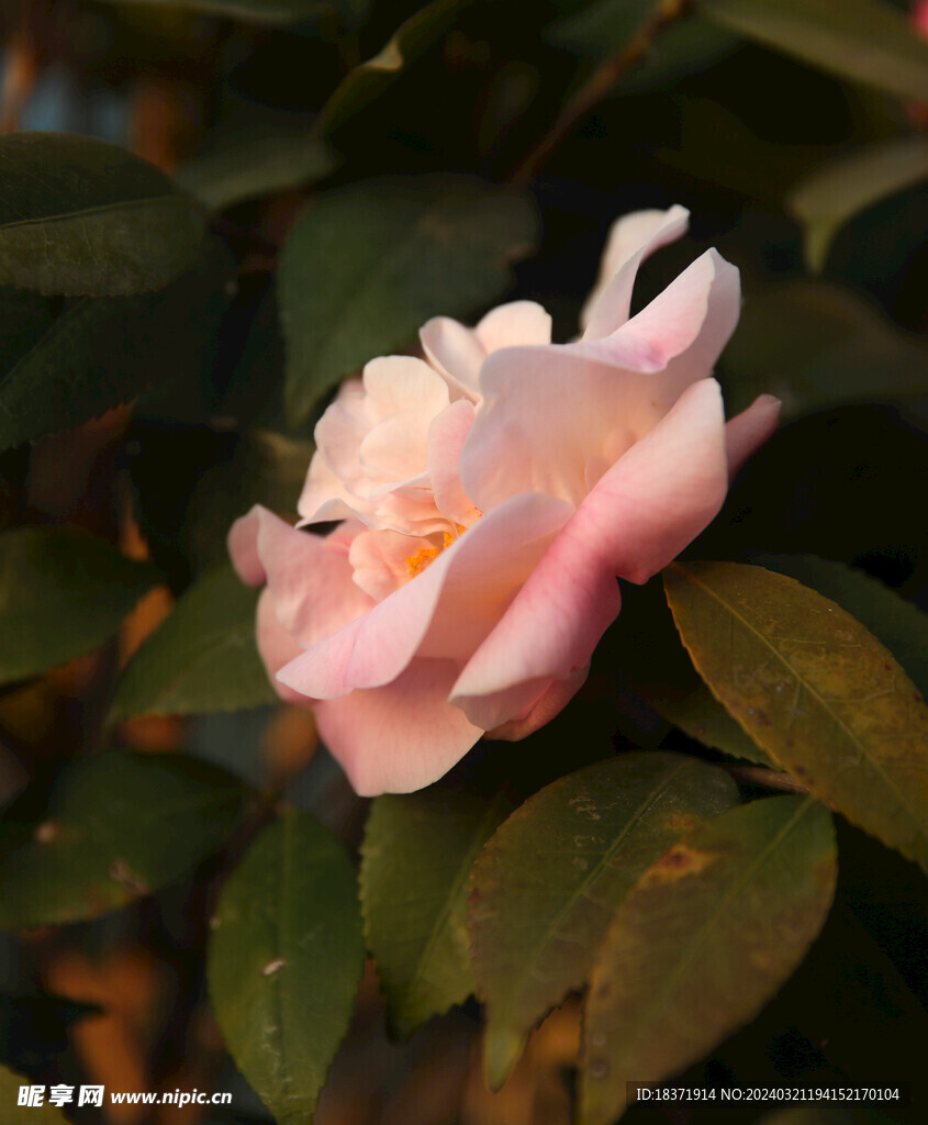 茶花